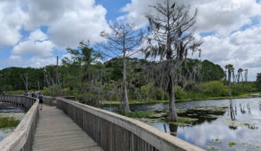 Florida's Wetland Park Near Orlando Is A Scenic Spot To Hike, Blending Natural Habitats With A Smart Design
