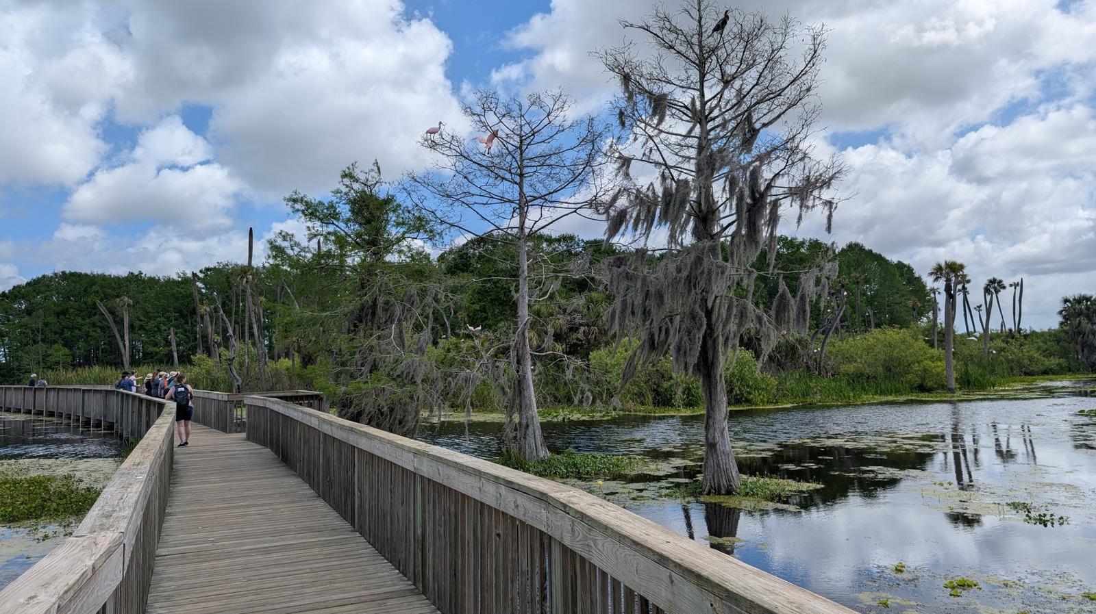 Florida's Wetland Park Near Orlando Is A Scenic Spot To Hike, Blending Natural Habitats With A Smart Design