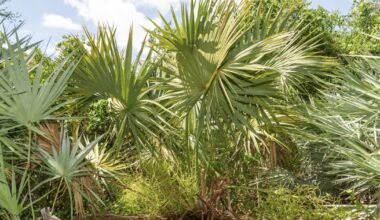 Student helps bring lost Florida palm back from the brink | FIU News