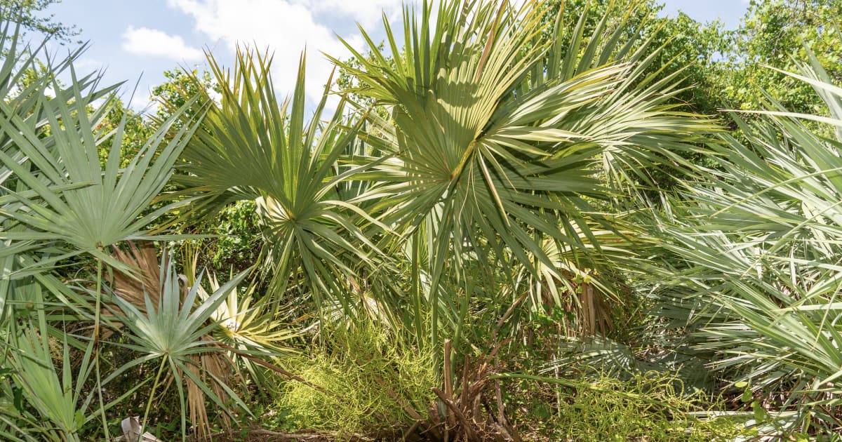 Student helps bring lost Florida palm back from the brink | FIU News