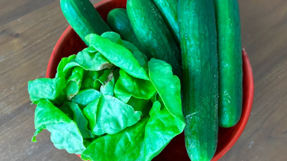 Bowl of lettuce and cucumbers