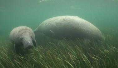 What do Trump's rollbacks on the ESA mean for Florida's manatees?