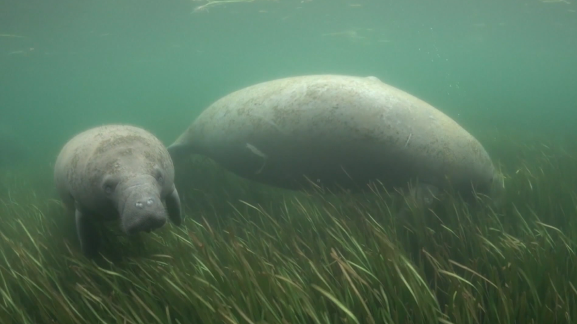 What do Trump's rollbacks on the ESA mean for Florida's manatees?