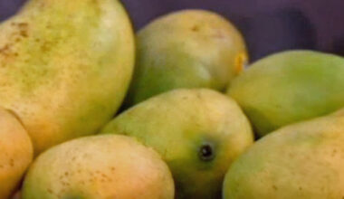 Can you legally pick fruit from a neighbor’s tree in Miami-Dade? – NBC 6 South Florida