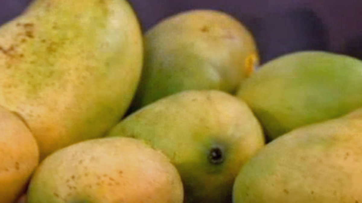 Can you legally pick fruit from a neighbor’s tree in Miami-Dade? – NBC 6 South Florida