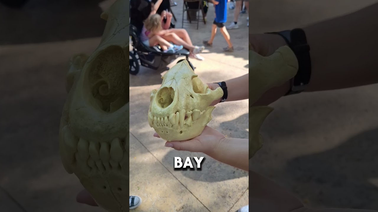 Get Face-to-Face With Predators! Inside Lion & Hyena Ridge at Busch Gardens Tampa Bay