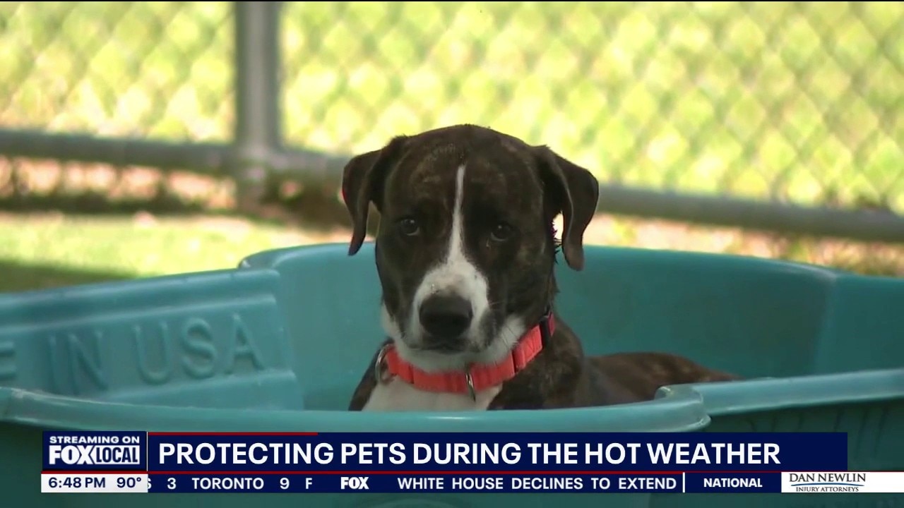 Vets urge owners to protect animals from extreme summer heat