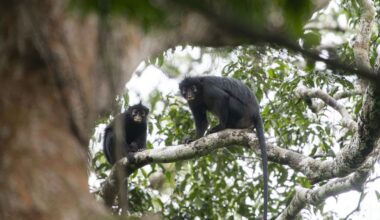 New Species of African Monkey Discovered in the Congo Rainforest
