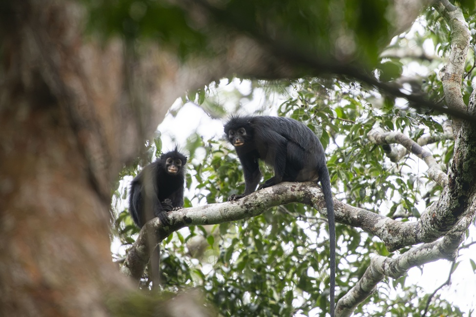 New Species of African Monkey Discovered in the Congo Rainforest