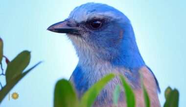 Nature: Scrub-jays in Florida - CBS News