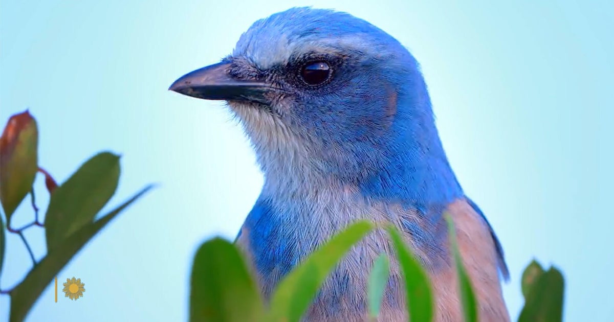 Nature: Scrub-jays in Florida - CBS News