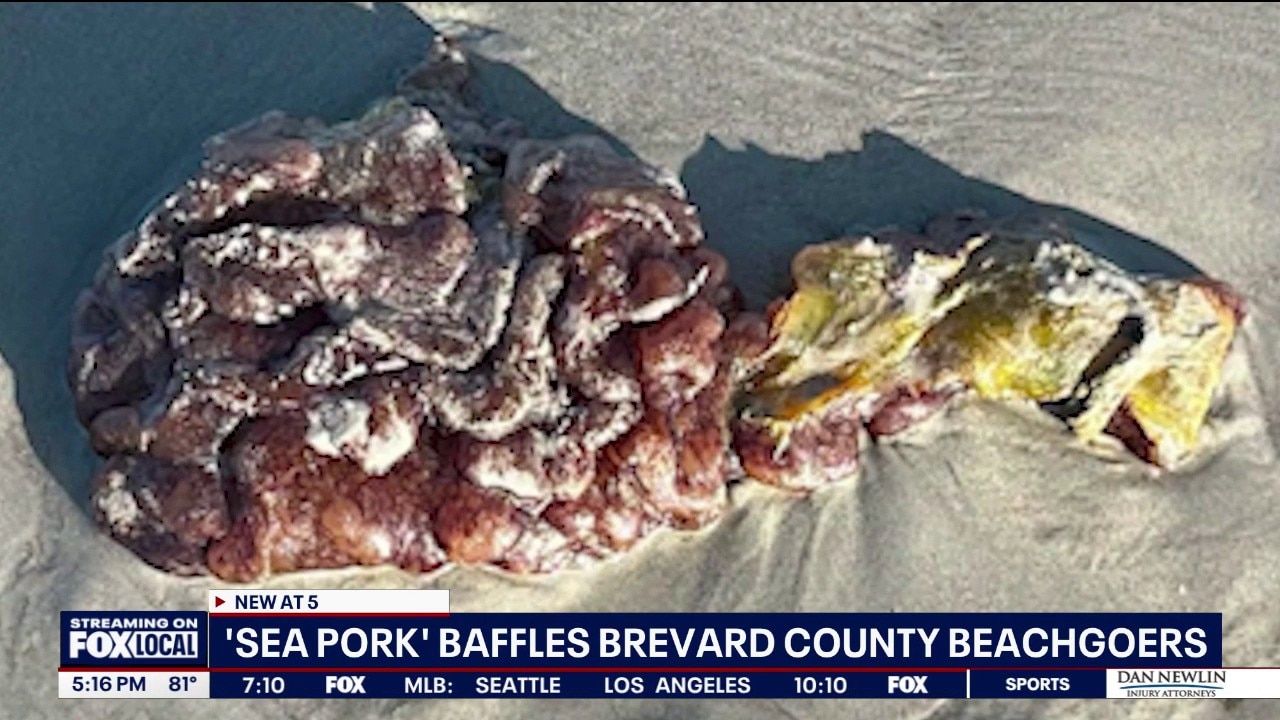 Strange 'sea pork' blob washes ashore on Florida's Space Coast