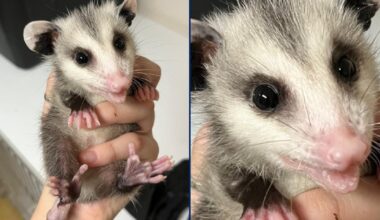 Beloved Florida Wildlife Hospital opossum ambassador euthanized at 3