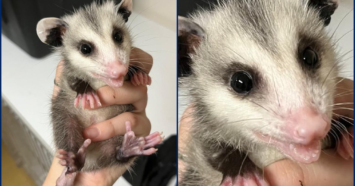 Beloved Florida Wildlife Hospital opossum ambassador euthanized at 3