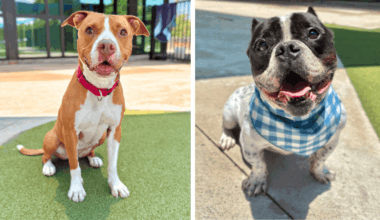 Rocky the Bulldog, Peaches the Terrier Mix Seek Forever Homes at Broward County Animal Care – Coral Springs Talk
