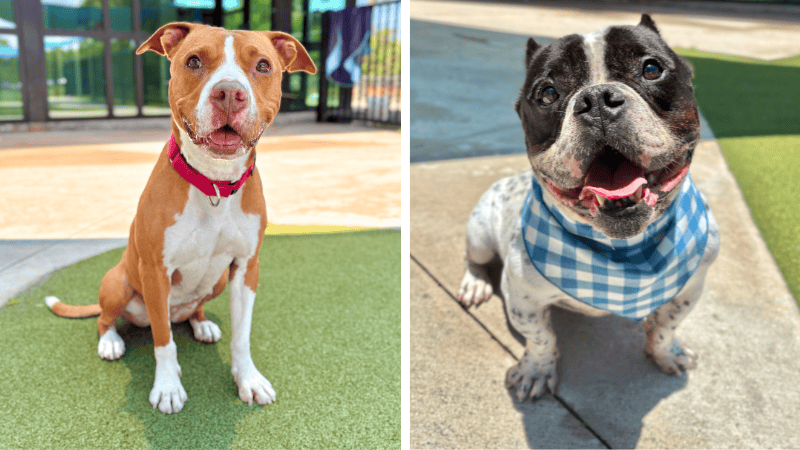 Rocky the Bulldog, Peaches the Terrier Mix Seek Forever Homes at Broward County Animal Care – Coral Springs Talk