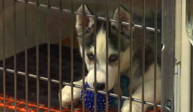 A puppy sits and waits to be adopted (FILE IMAGE).