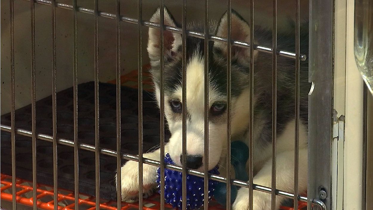 A puppy sits and waits to be adopted (FILE IMAGE).