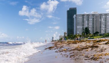 FIU experts available to discuss sargassum's impact on Florida beaches | FIU News