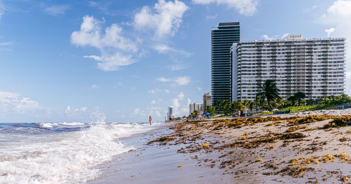 FIU experts available to discuss sargassum's impact on Florida beaches | FIU News