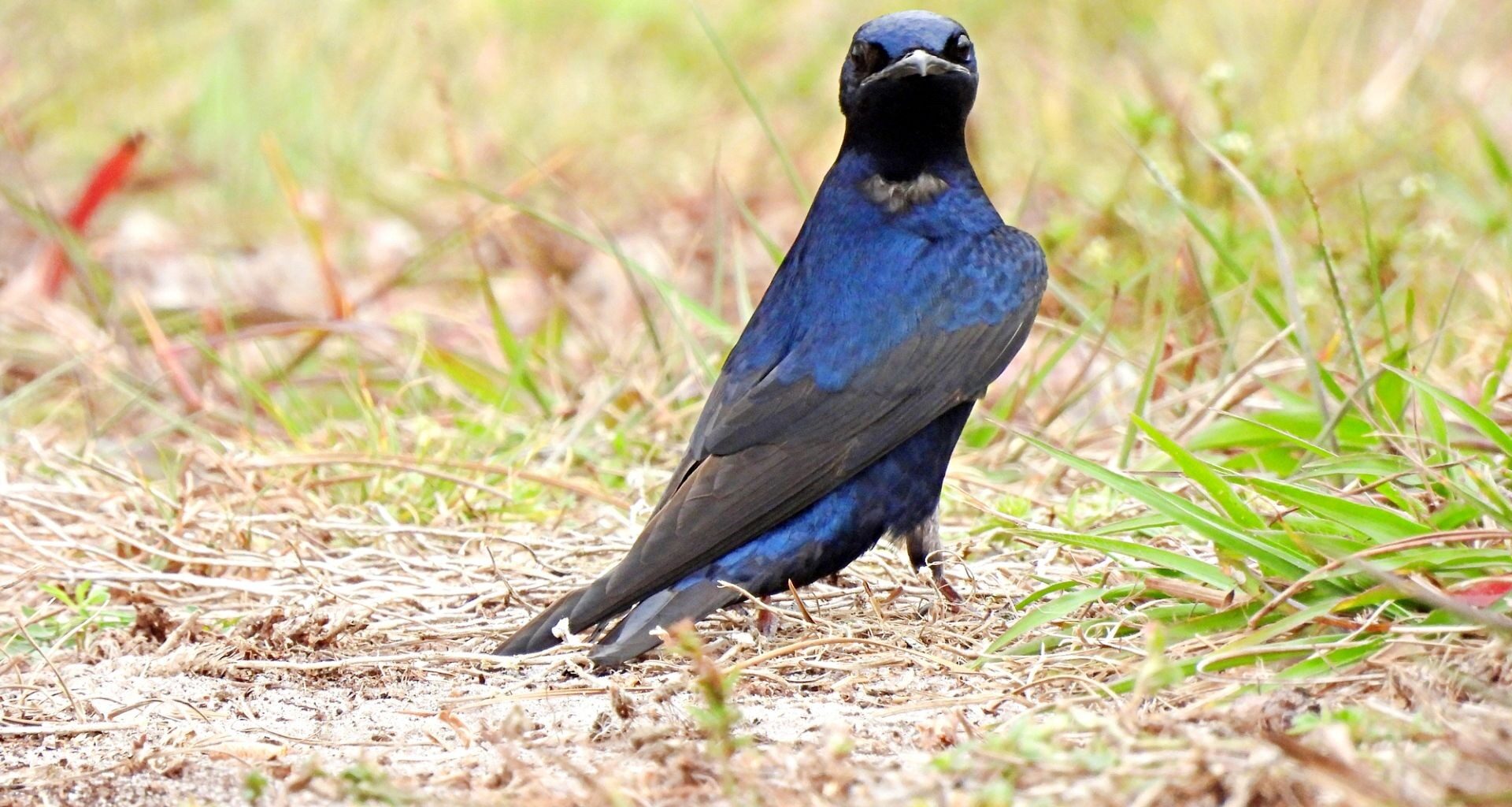 A purple martin.