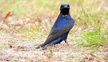 A purple martin.