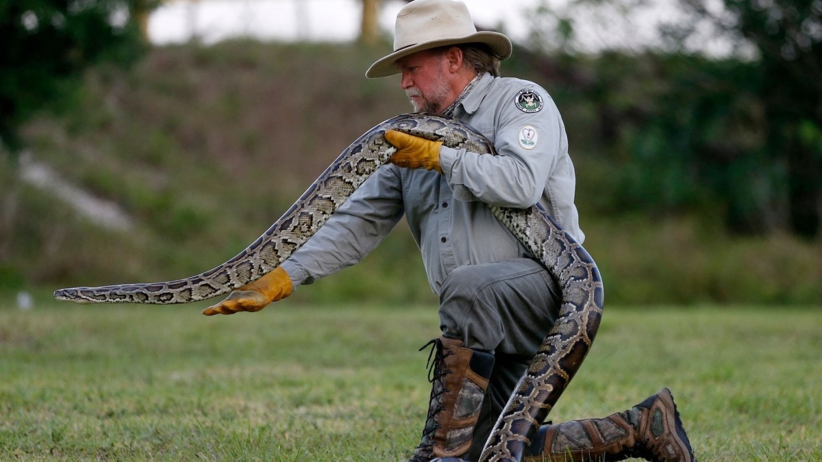 Snake hunters gather in Florida to kill invasive pythons for $25,000 in prizes