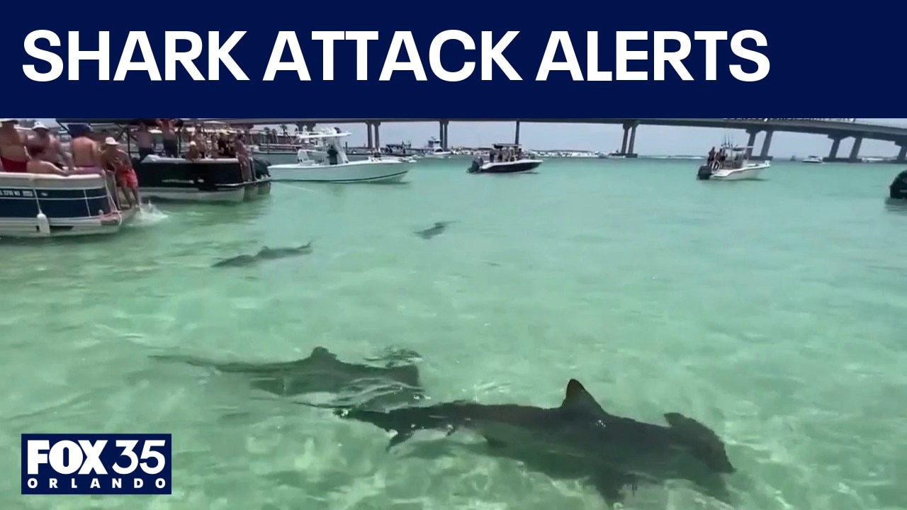 New shark attack alerts headed to beachgoers' phones