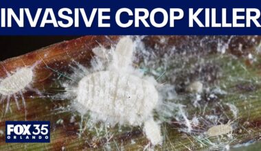 New invasive species threatens Florida agriculture