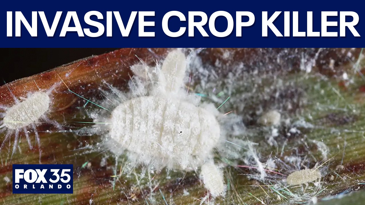 New invasive species threatens Florida agriculture