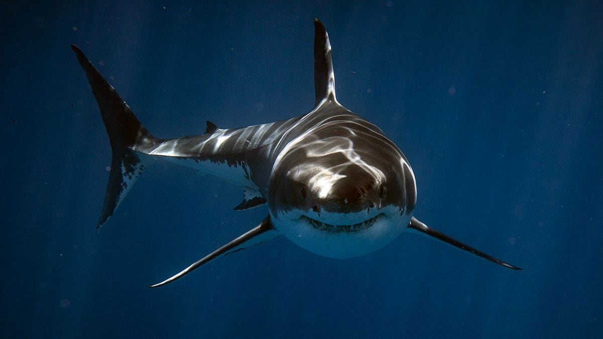 Great white shark swims toward the camera in South Australia.