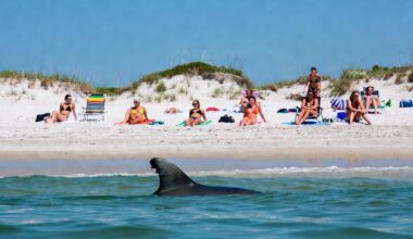 Young Great White Swims From Maine To Florida And Back, Sightseeing Along The Way