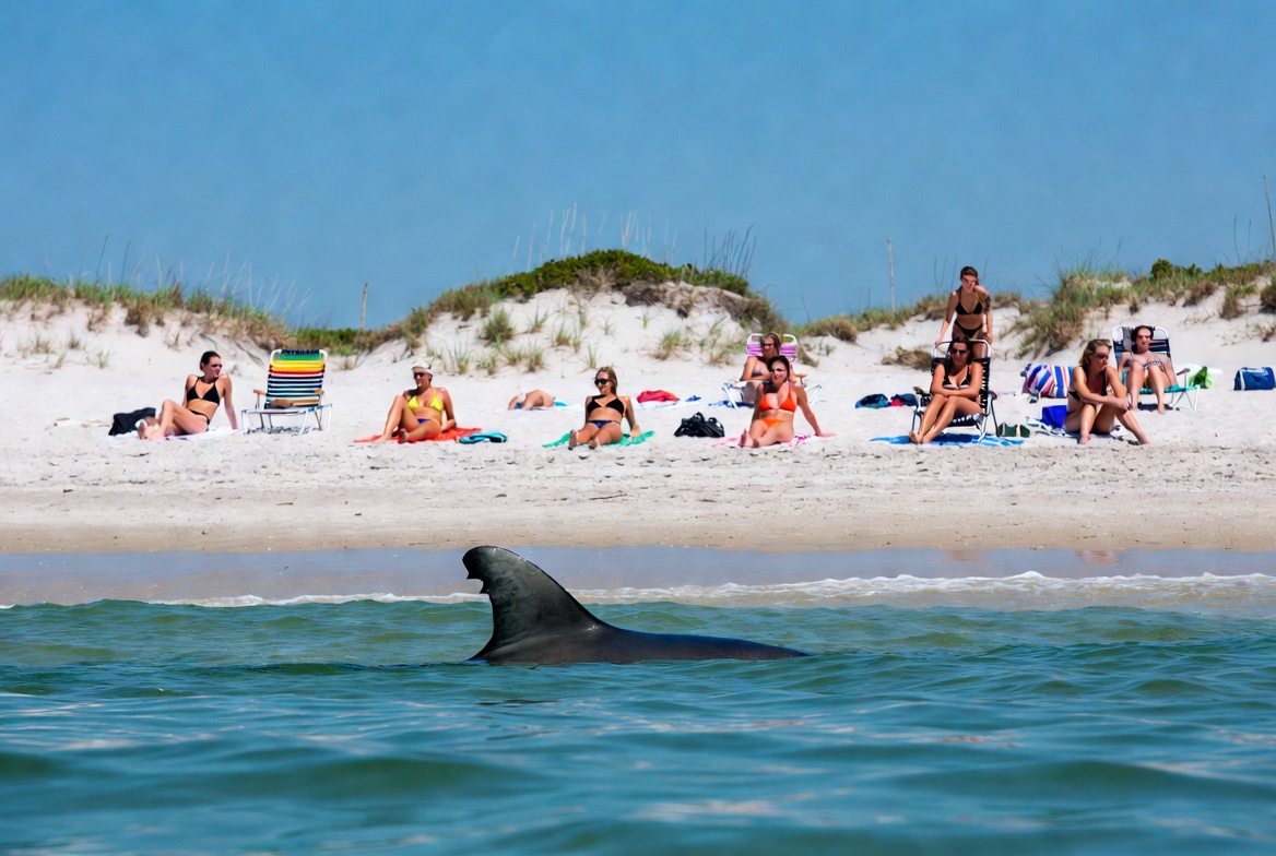 Young Great White Swims From Maine To Florida And Back, Sightseeing Along The Way