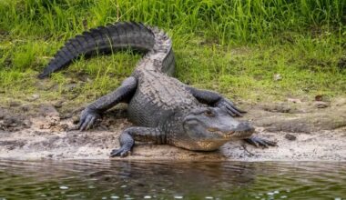 FL Man Fought Off Gator Using Fishing Pole, Poking Its Eyes: Reports