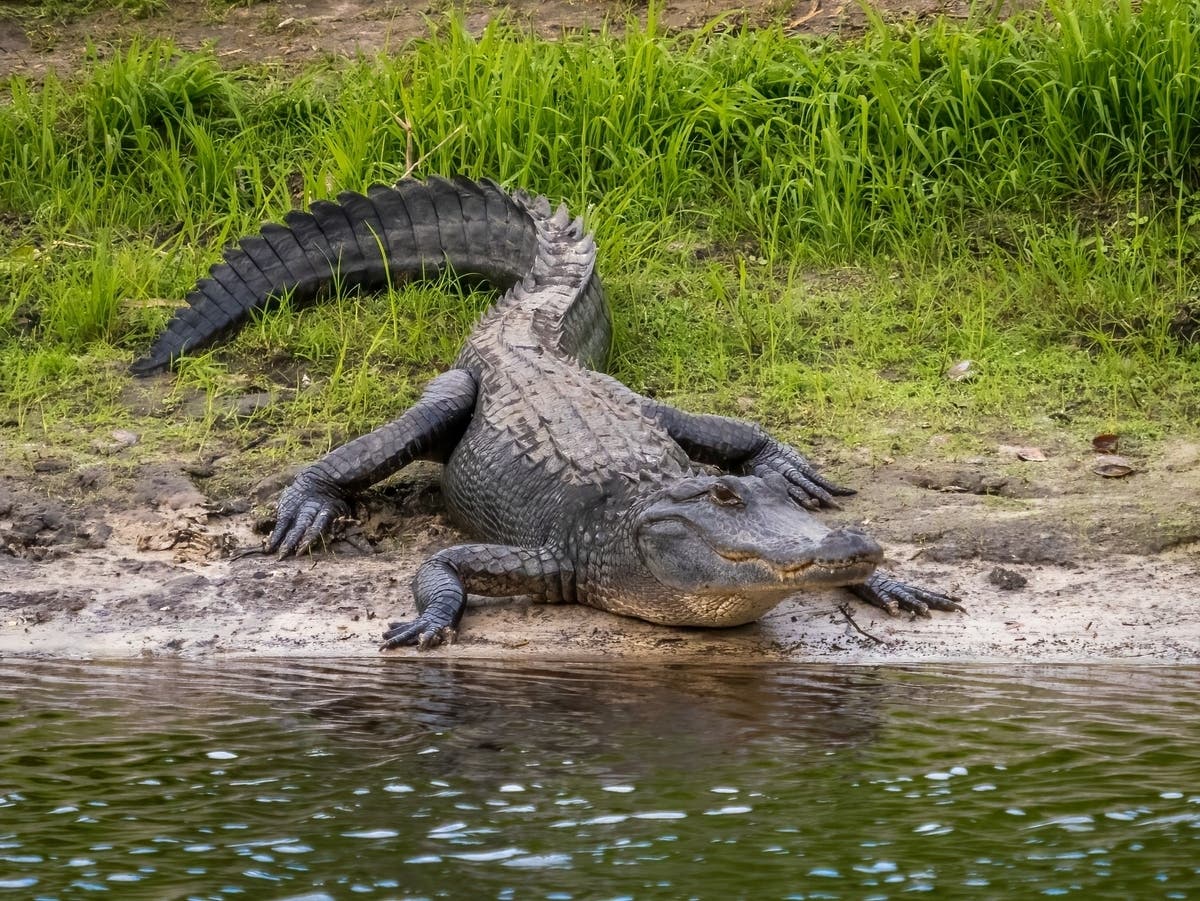 FL Man Fought Off Gator Using Fishing Pole, Poking Its Eyes: Reports