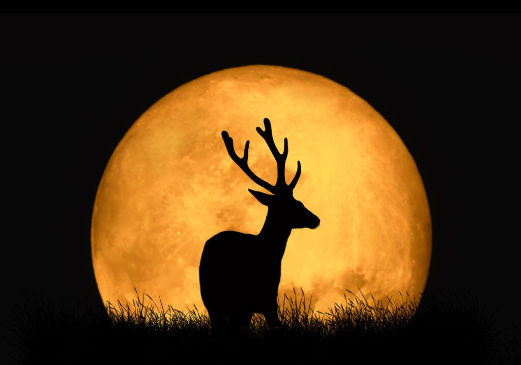 Silhouette deer on the background of red moon