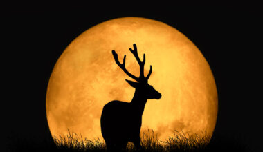 July's full Buck Moon will be brightly visible across Miami just after sunset next week