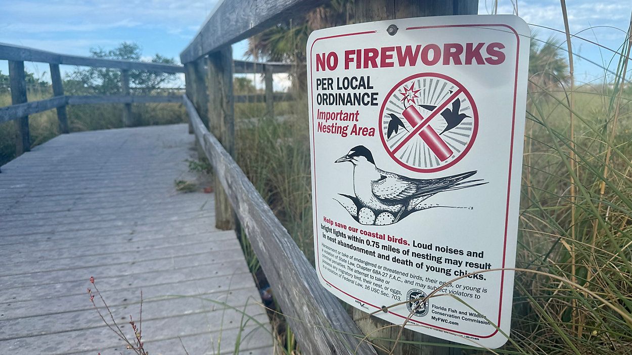 Black Skimmers nest on the beaches of Pinellas County in several large colonies, including St. Pete Beach. (Spectrum News)