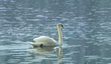 Lake Eola swans head to new homes ahead of $60 million park renovation