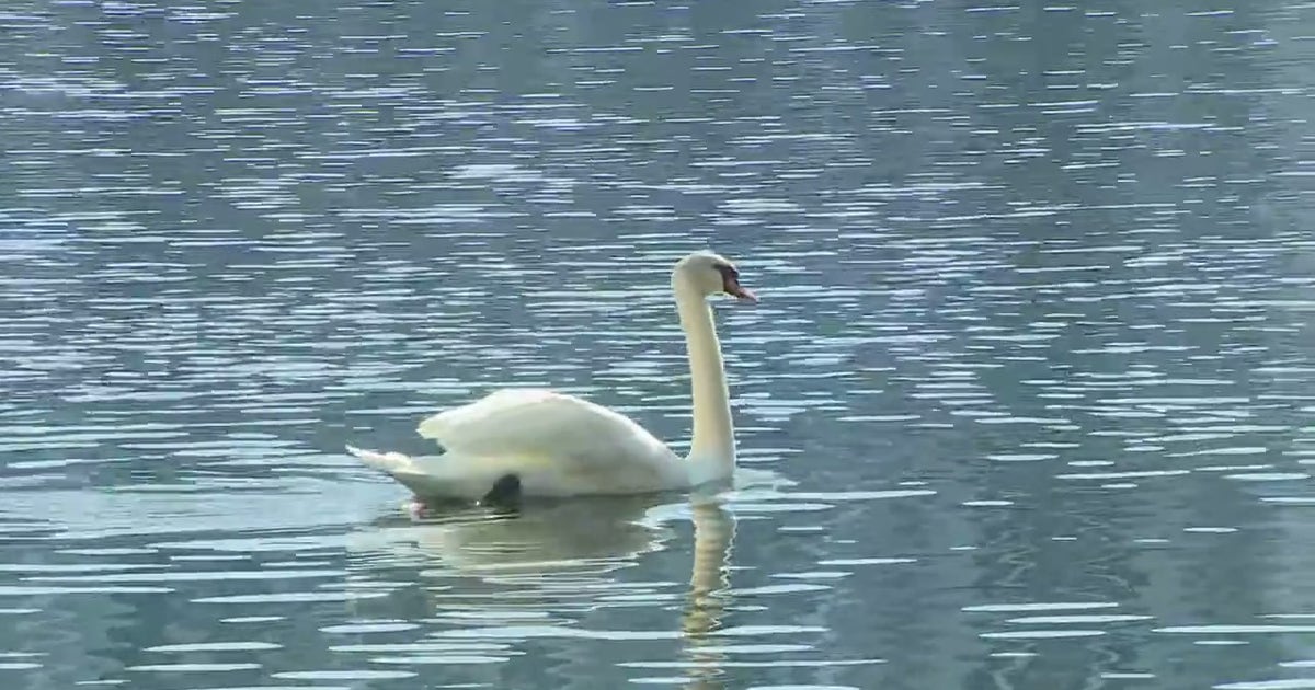 Lake Eola swans head to new homes ahead of $60 million park renovation