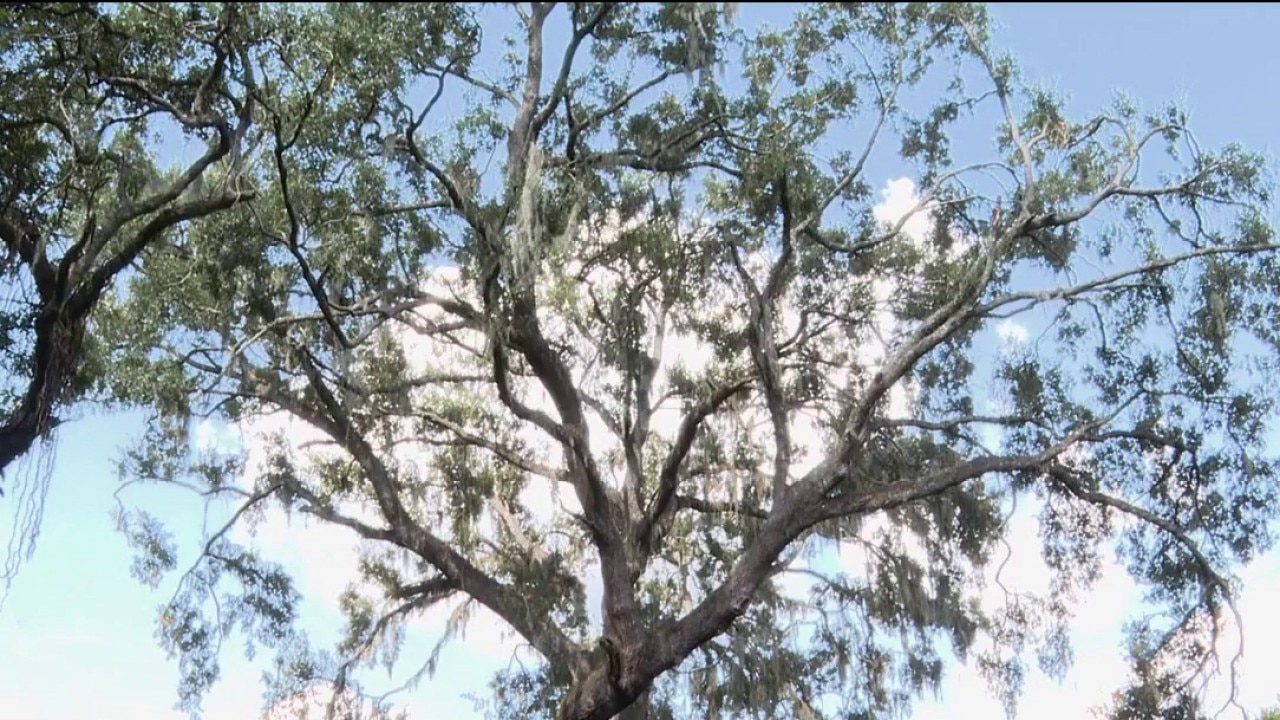 Monitoring trees during storm season