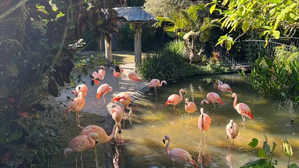 Flamingos in a pond.