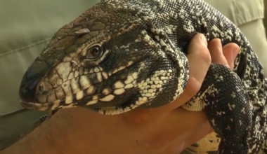 South Florida’s next invasive species problem? Tegus – NBC 6 South Florida