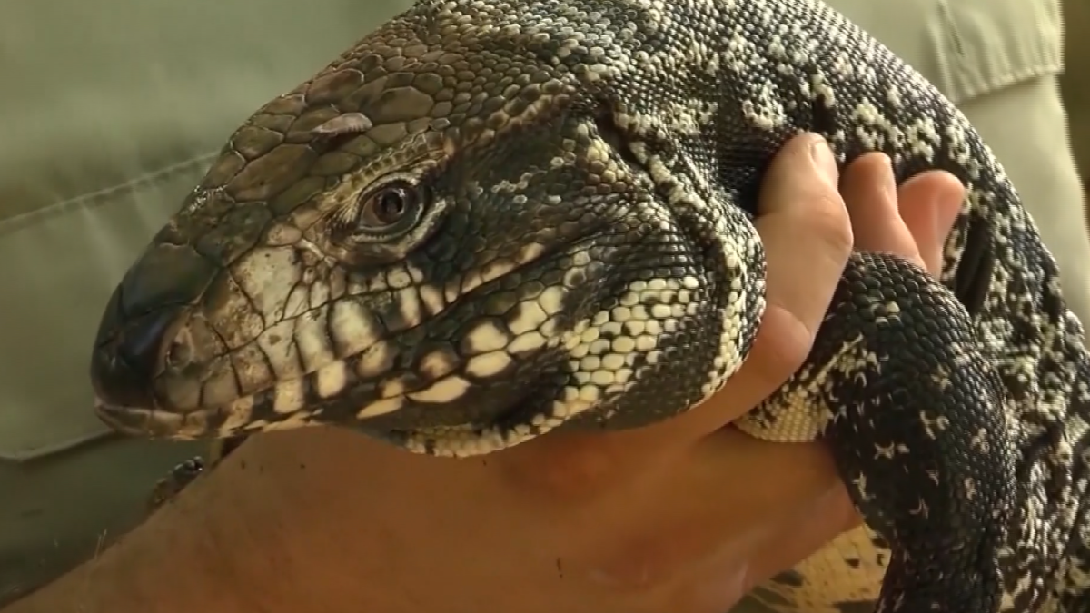 South Florida’s next invasive species problem? Tegus – NBC 6 South Florida