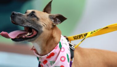 Sammy the shelter dog gets help from run club to find new home