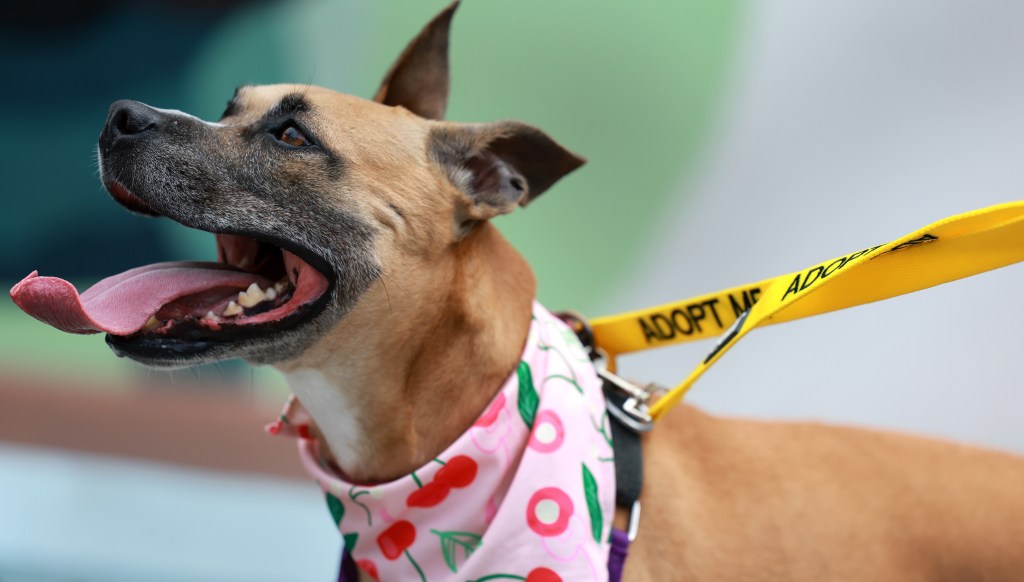 Sammy the shelter dog gets help from run club to find new home