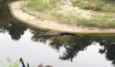 911 call details Orlando woman's fatal alligator attack