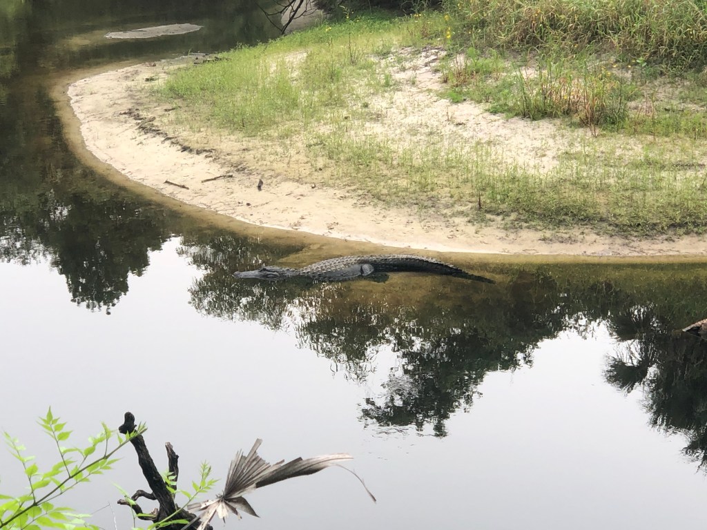 911 call details Orlando woman's fatal alligator attack