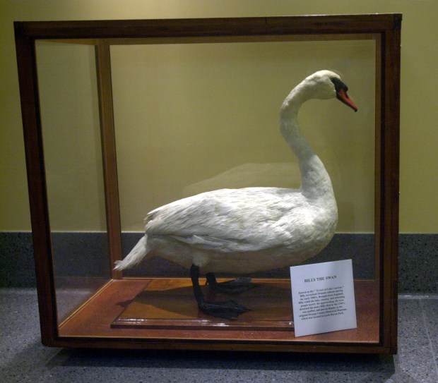 The "Billy The Swan" exhibit at the Orange County Regional History Center. A fiercely territorial bird, Billy was exiled to Lake Eola from his first home at Lake Lucerne. (Orlando Sentinel file)