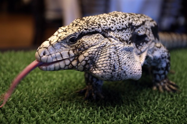 Uncle Fester, an Argentine black and white tegu lizard, flicks his tongue Wednesday February 1, 2017 at Maggiano's Banquets. Fester was joined by, Esther, a Blandings turtle and Logan, a great horned owl, all from the Shedd Aquarium, Shedd CEO Bridget Coughlin was guest speaker at the City Club of Chicago luncheon. The animals were on hand for about 30 minutes before food was served. (Chicago Tribune/ Phil Velasquez)